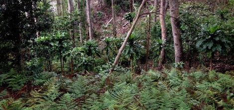 Kiki_cyasupsup_kikuta