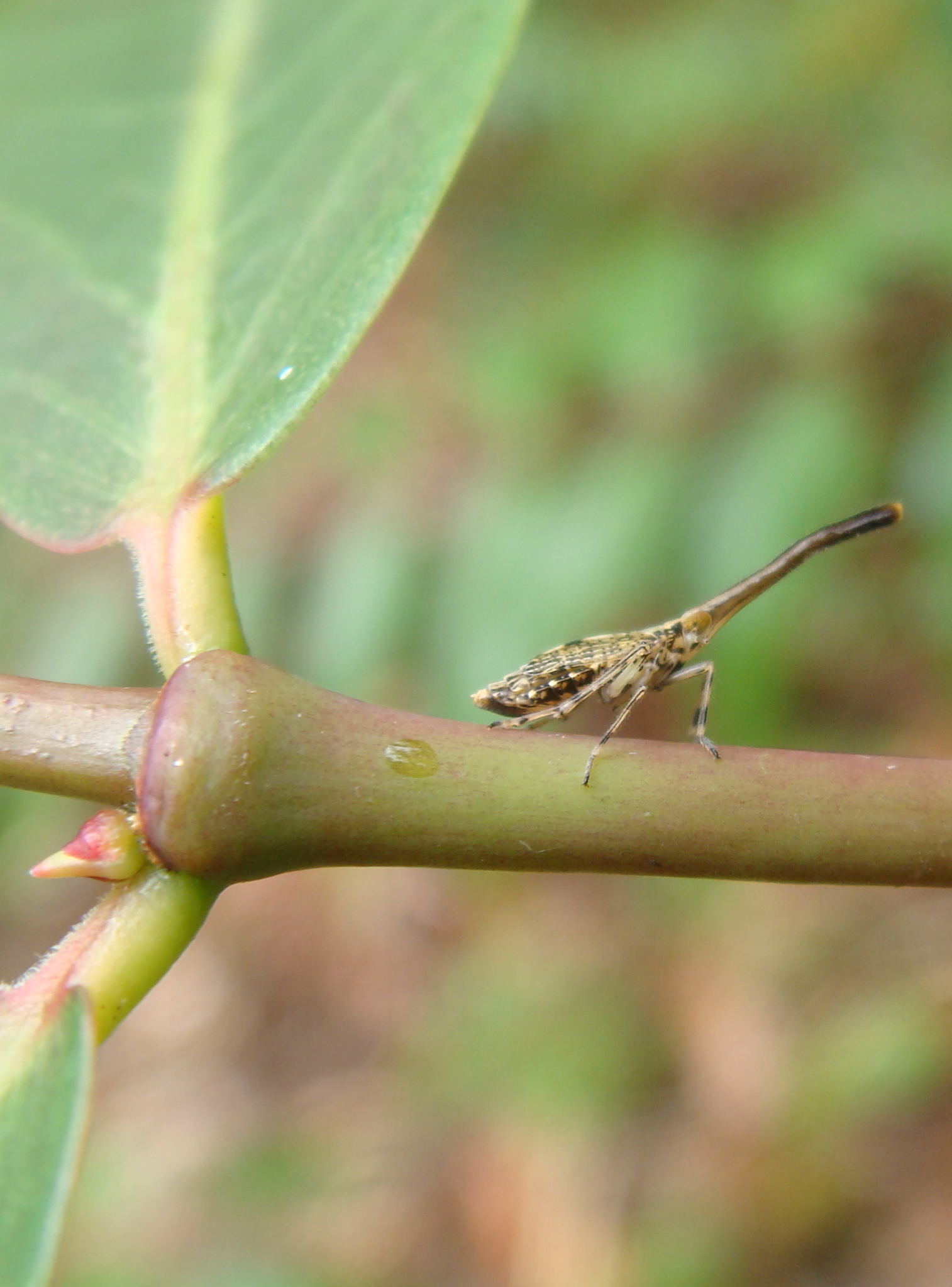 Kalia Insect Kalua‘a Weed Control | Volunteer Opportunities